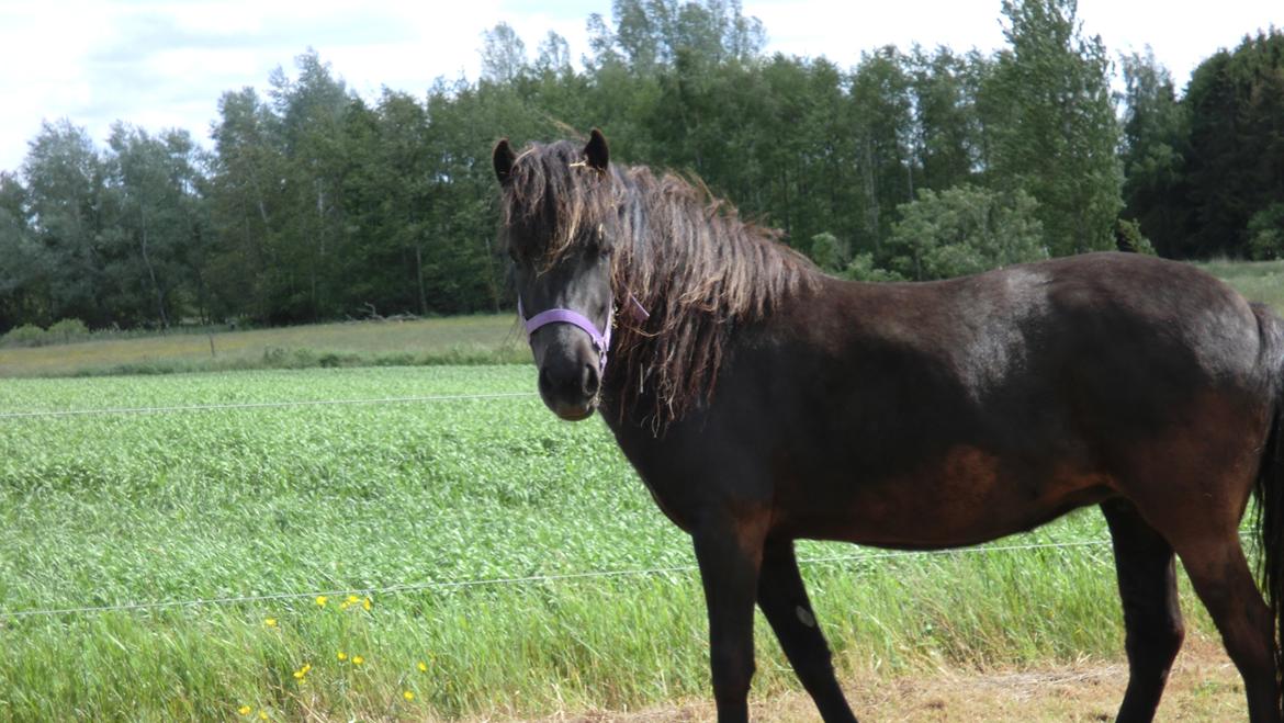 Islænder Tigla fra Tågehuse billede 6