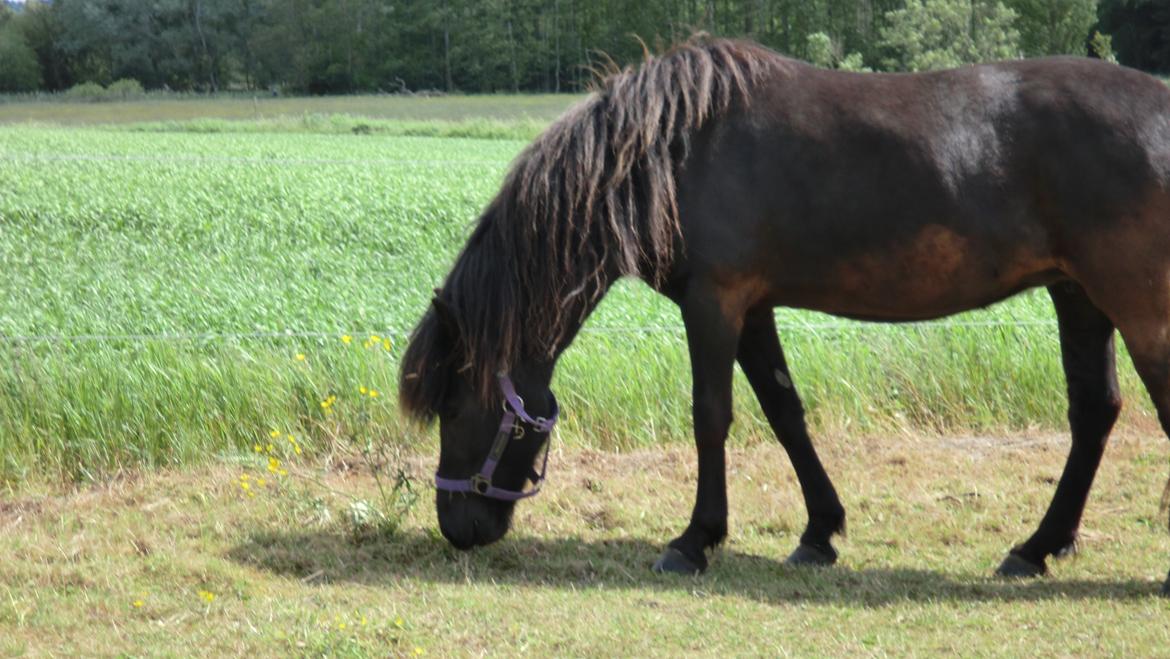 Islænder Tigla fra Tågehuse billede 7