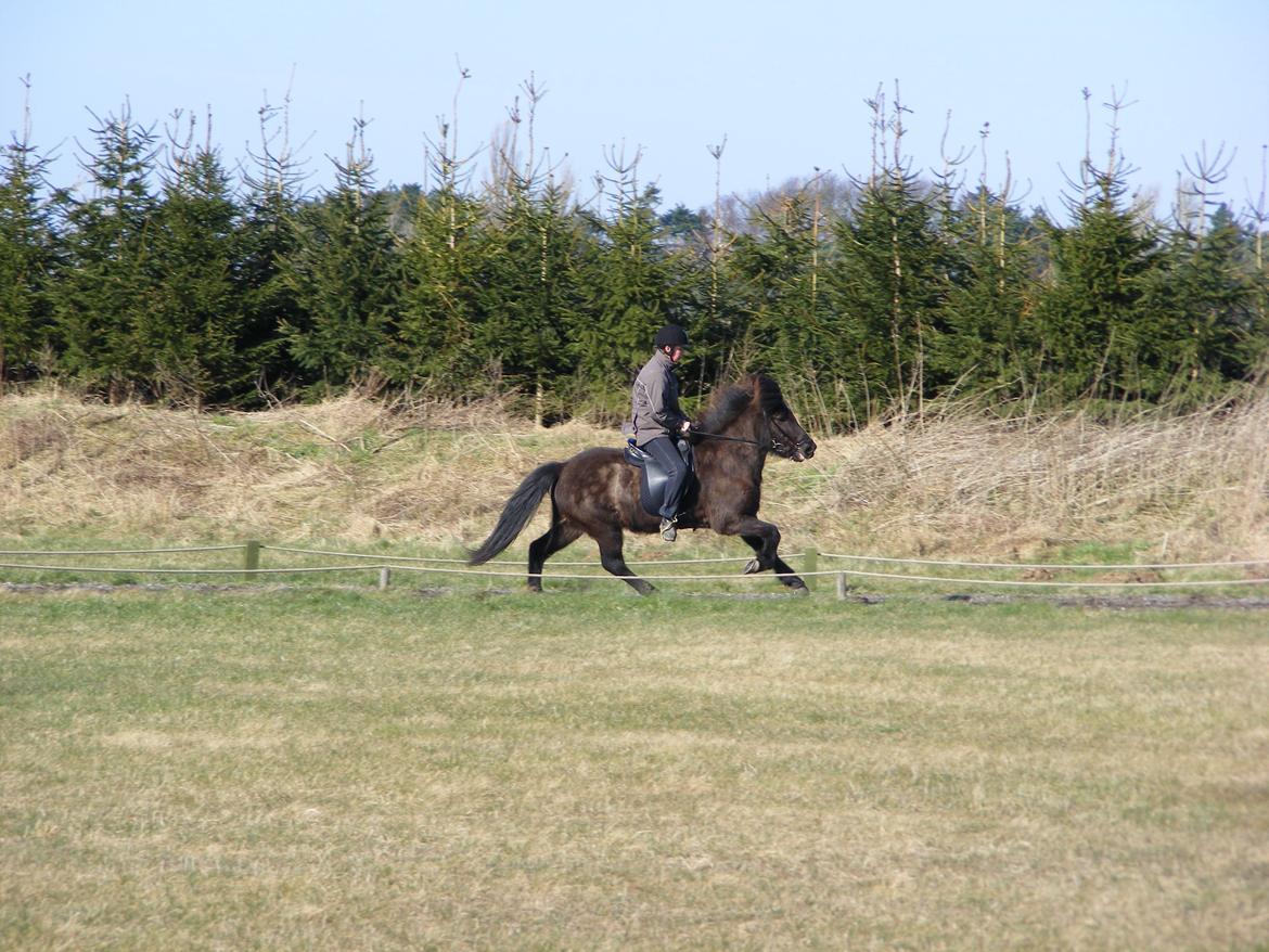 Islænder Hekla frá Reykjavik billede 17