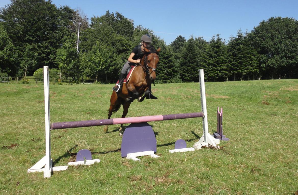 Anden særlig race Quick Brown Lady Z - Love you<3 billede 17