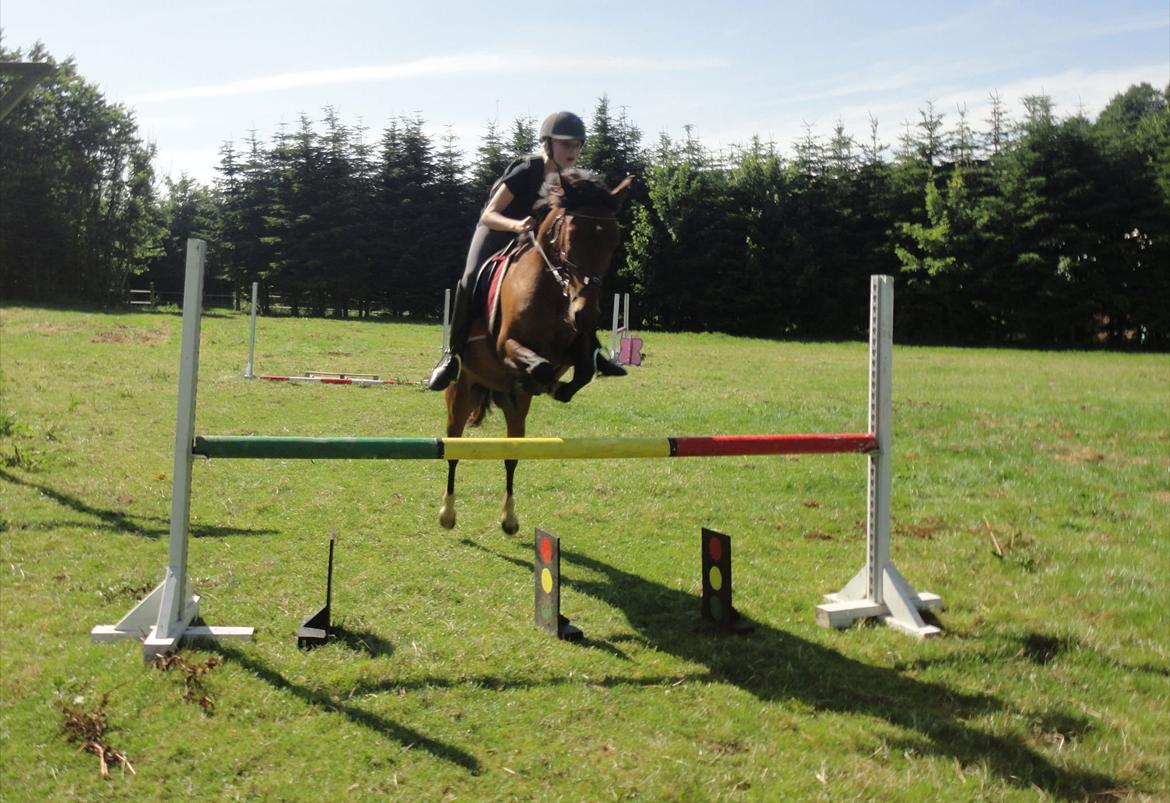 Anden særlig race Quick Brown Lady Z - Vi springer 85<3 billede 18