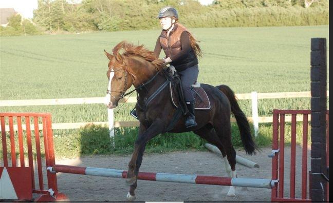 DSP Friis Mr. Montrigo - Springer en af de første gange nogensinde! 
Foto: Fam. Hulehøj  billede 12