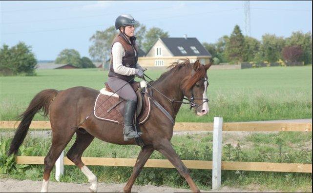 DSP Friis Mr. Montrigo - Hans sjove trav!  billede 18