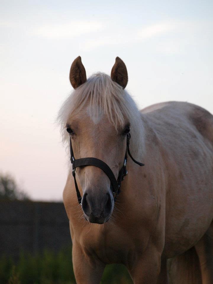 Welsh Partbred (Sec F) Aastrupgaards Lærke billede 41
