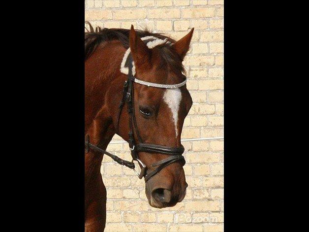 Fuldblod (XX) SISUS - min smukke engelske fuldblods hest SISUS billede 20