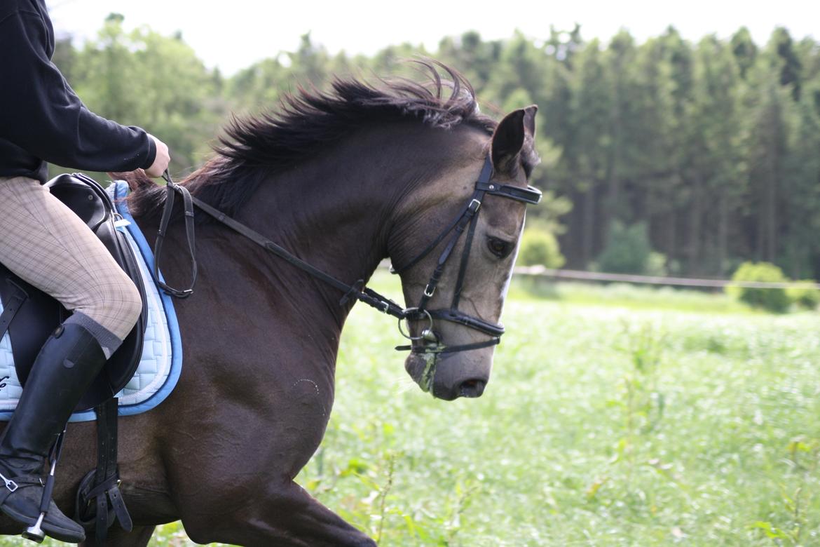Anden særlig race Hera - Hera & jeg, dressurtræning d. 03/06-2012. ♥ billede 19