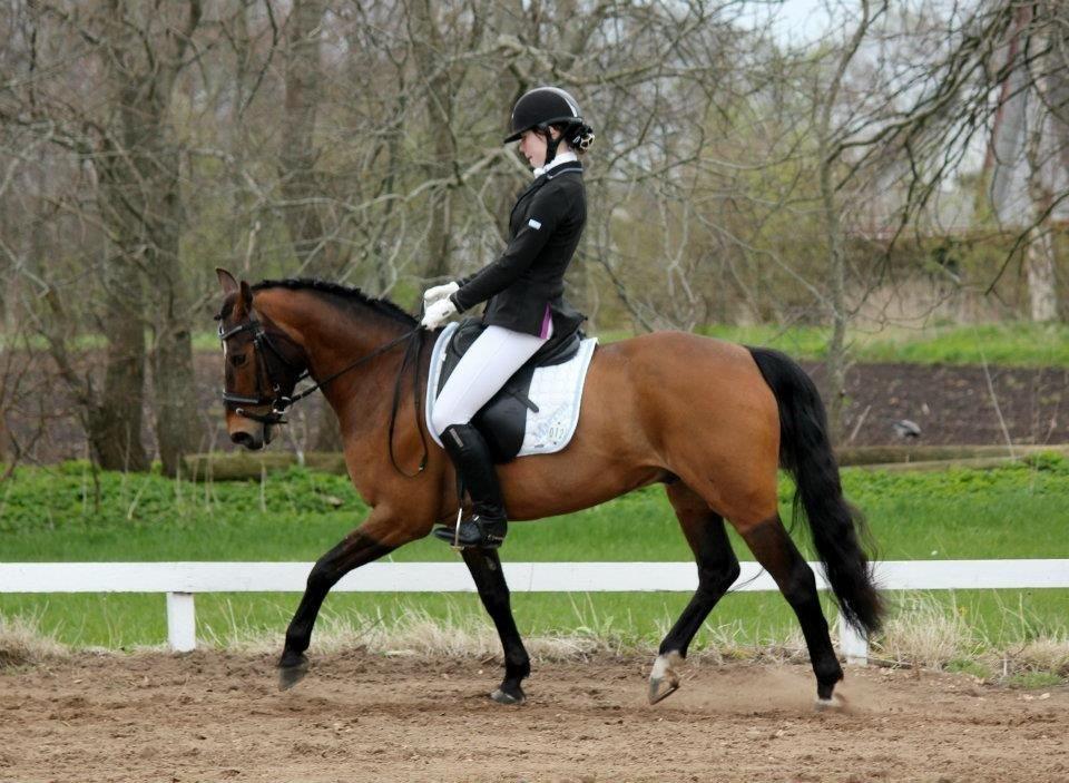 Anden særlig race Sir Anton Marron billede 7