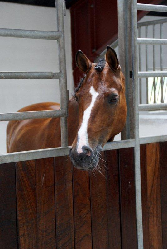 New Forest Fuglekildes macoy - Så smuk, så smuk! Landsstævne i Hjallerup :-) billede 16