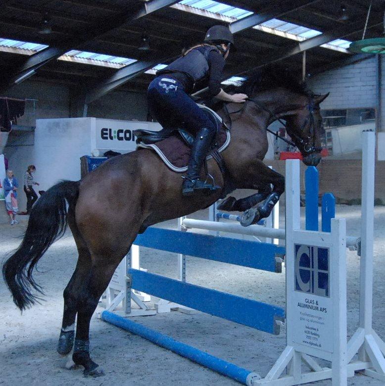 Westfaler Pianissimo billede 8