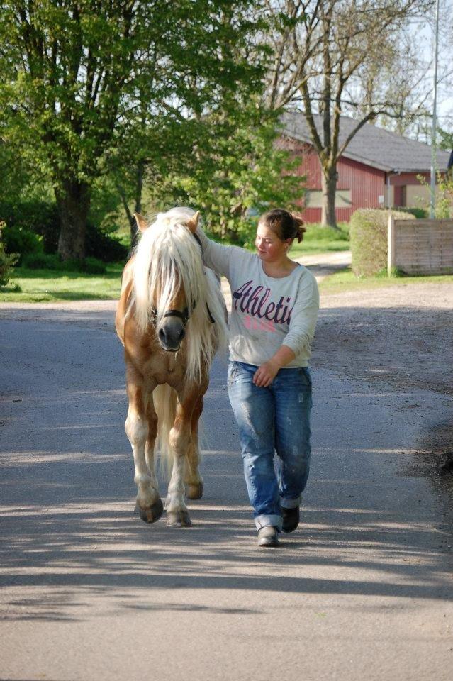 Haflinger Amadeos AVLHINGST billede 1