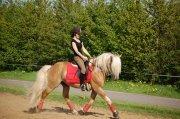 Haflinger Amadeos AVLHINGST billede 2