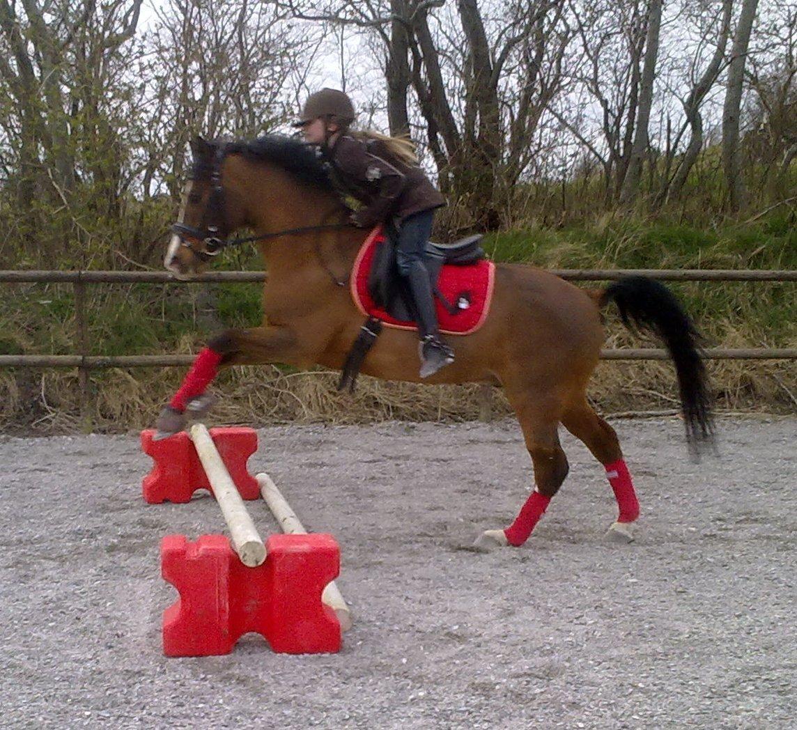 DSP Grande Macho billede 5