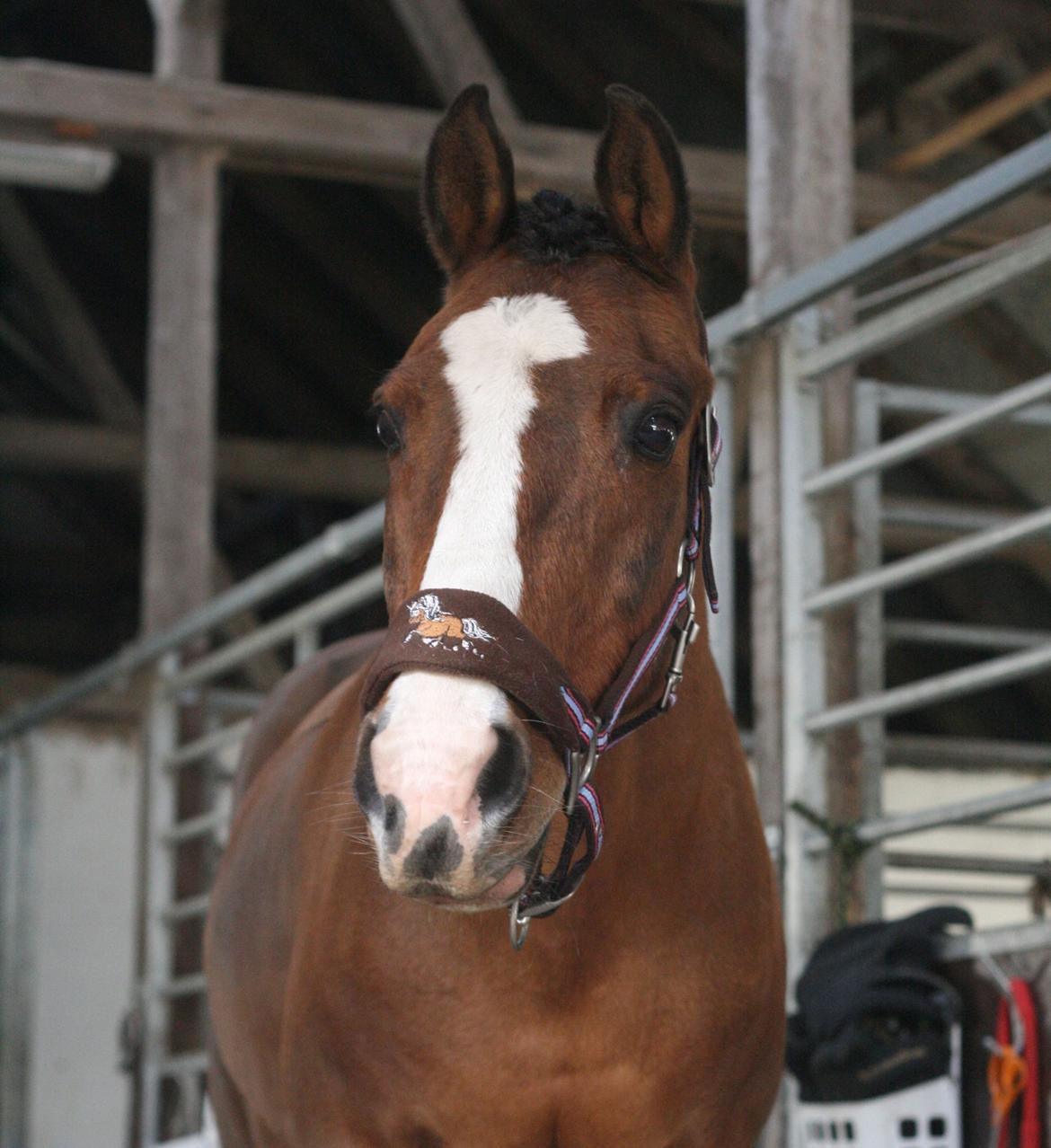 DSP Grande Macho billede 2