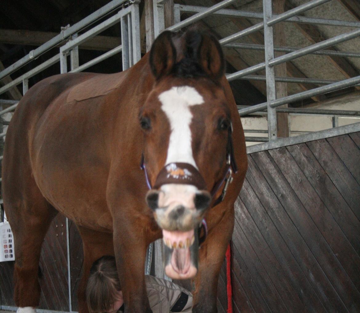 DSP Grande Macho billede 4