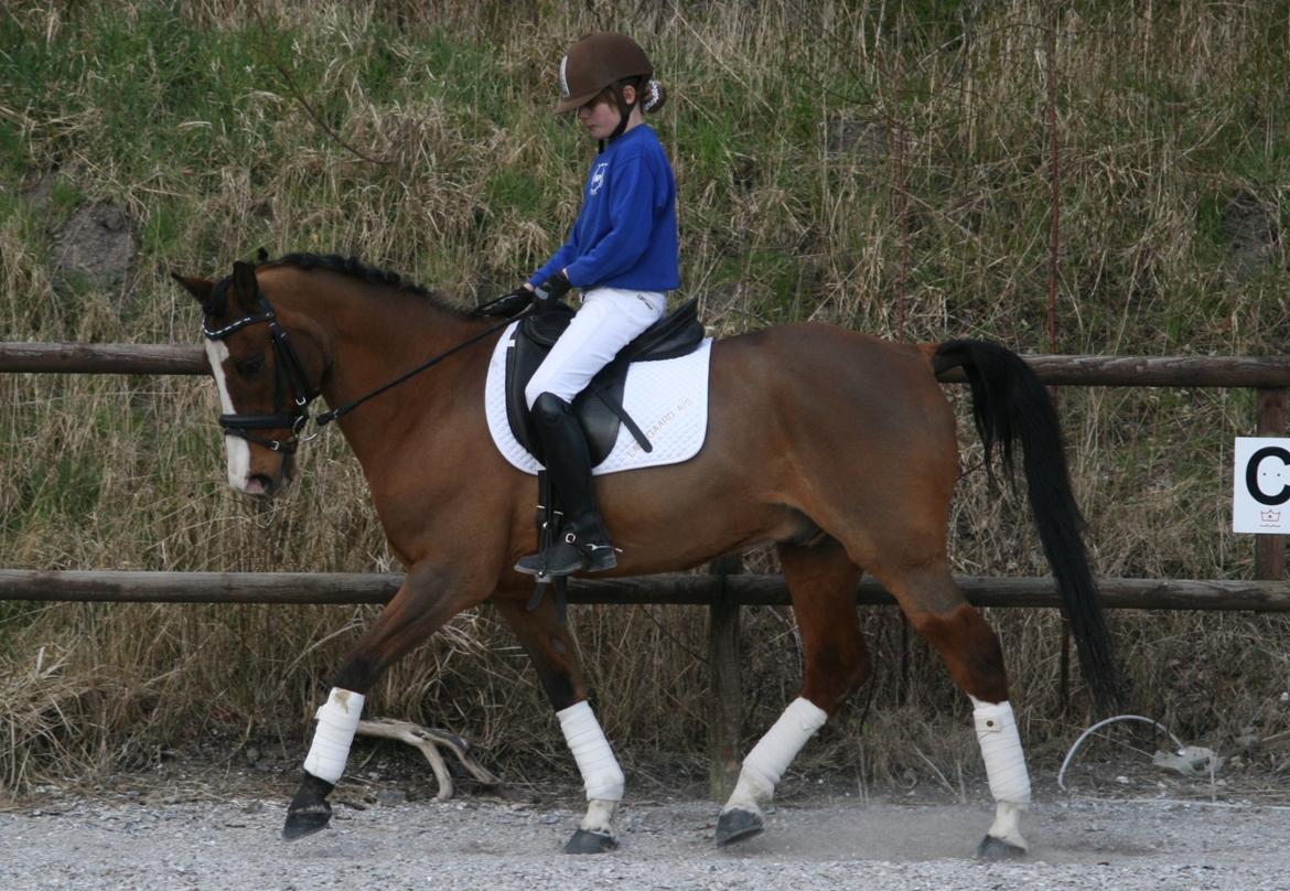 DSP Grande Macho billede 1