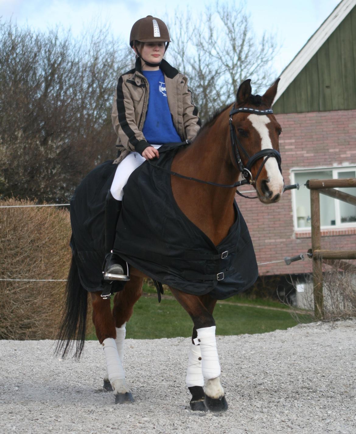 DSP Grande Macho billede 3