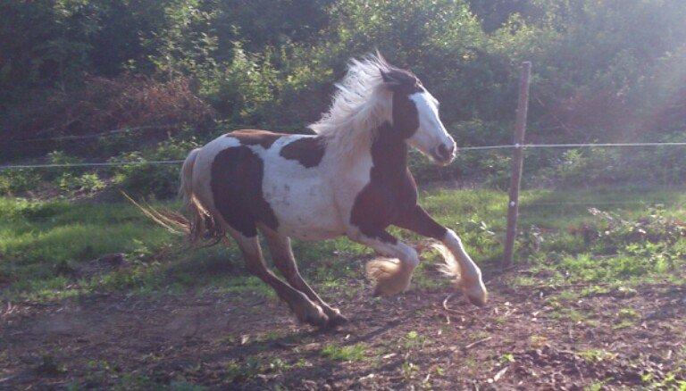 Tinker Sally - 8/7-2012 billede 2