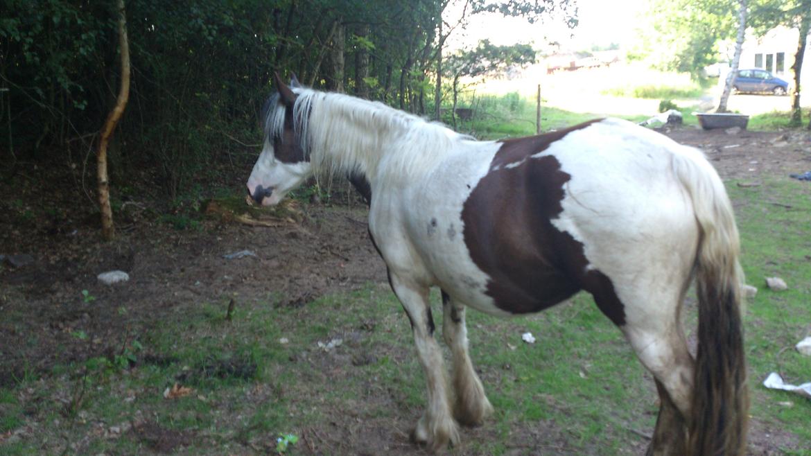 Tinker Sally - 8/7-2012 billede 3