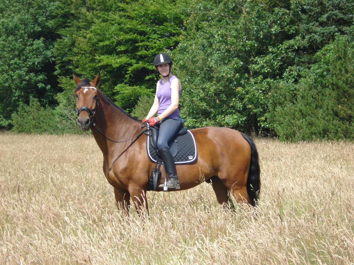 Dansk Varmblod Van Light - En dejlig tur på marken <3 billede 3