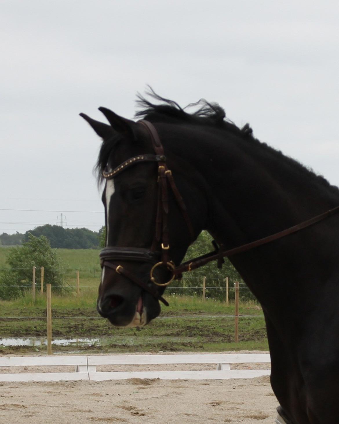 Trakehner Pivo billede 10