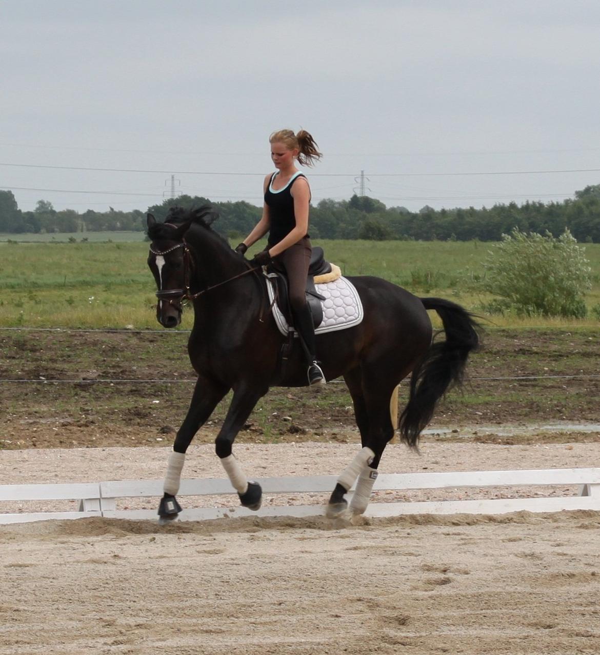 Trakehner Pivo billede 11