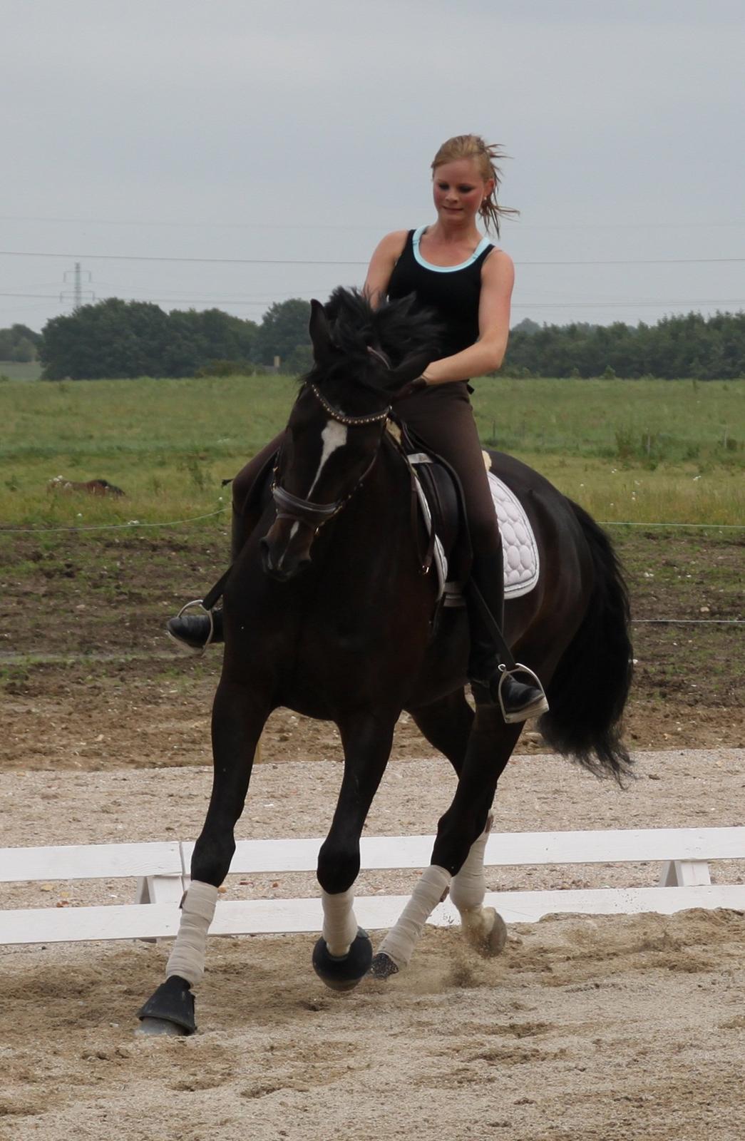 Trakehner Pivo billede 12