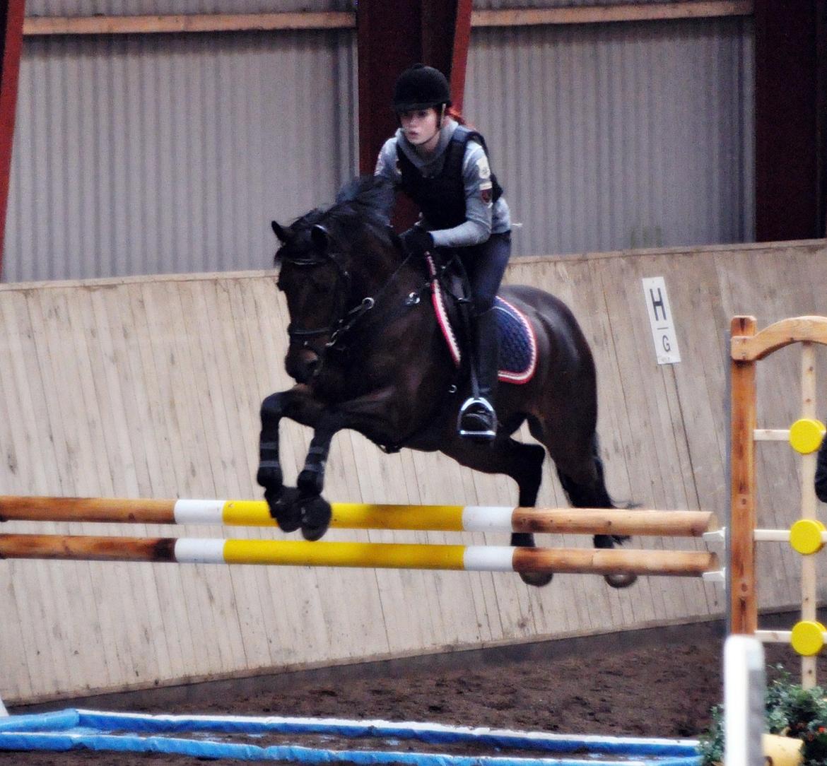 Tysk Sportspony Sultan billede 13