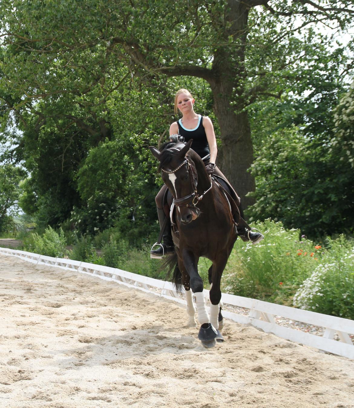 Trakehner Pivo billede 13