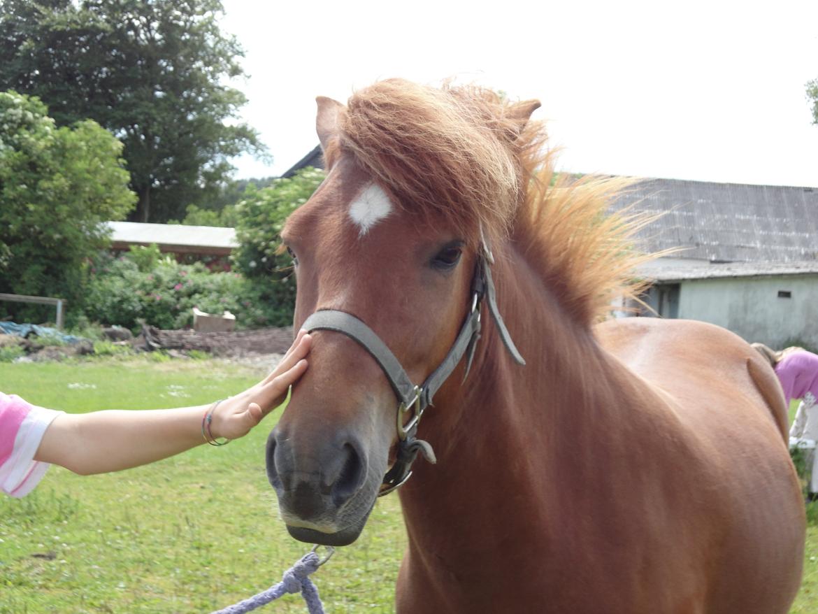 Islænder Vigir fra Gåsehaven  billede 1