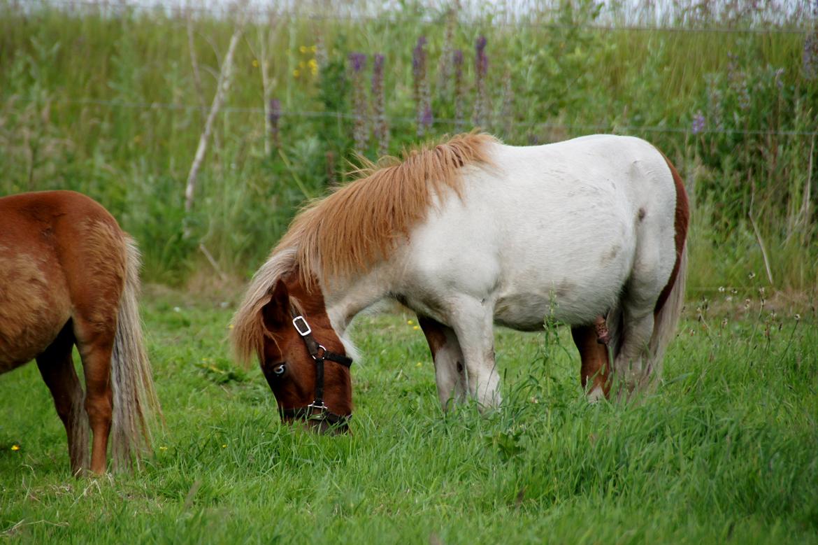 Shetlænder Gantii <3 billede 12