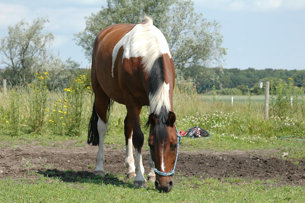 Anden særlig race Spotlight<3 billede 15