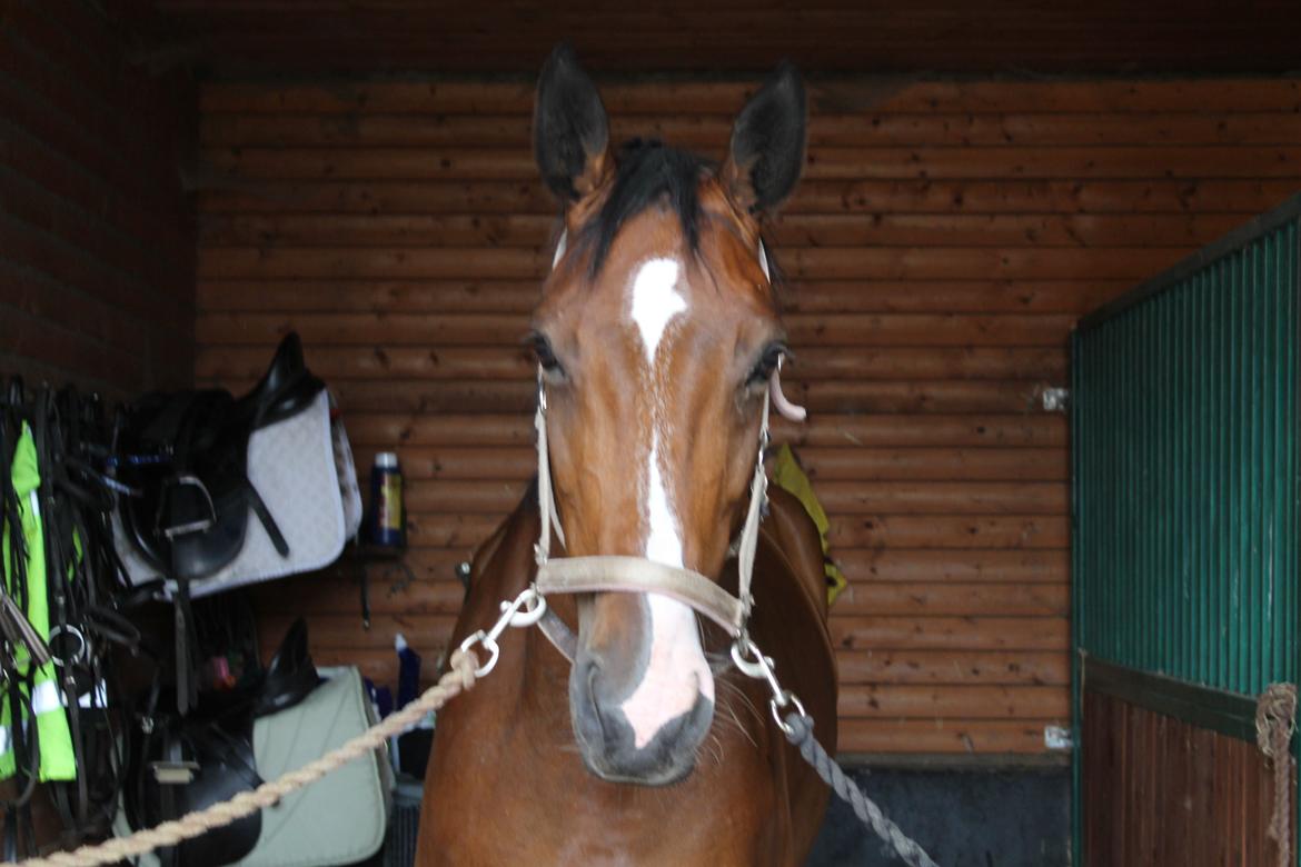 Dansk Varmblod Robi <3 billede 10