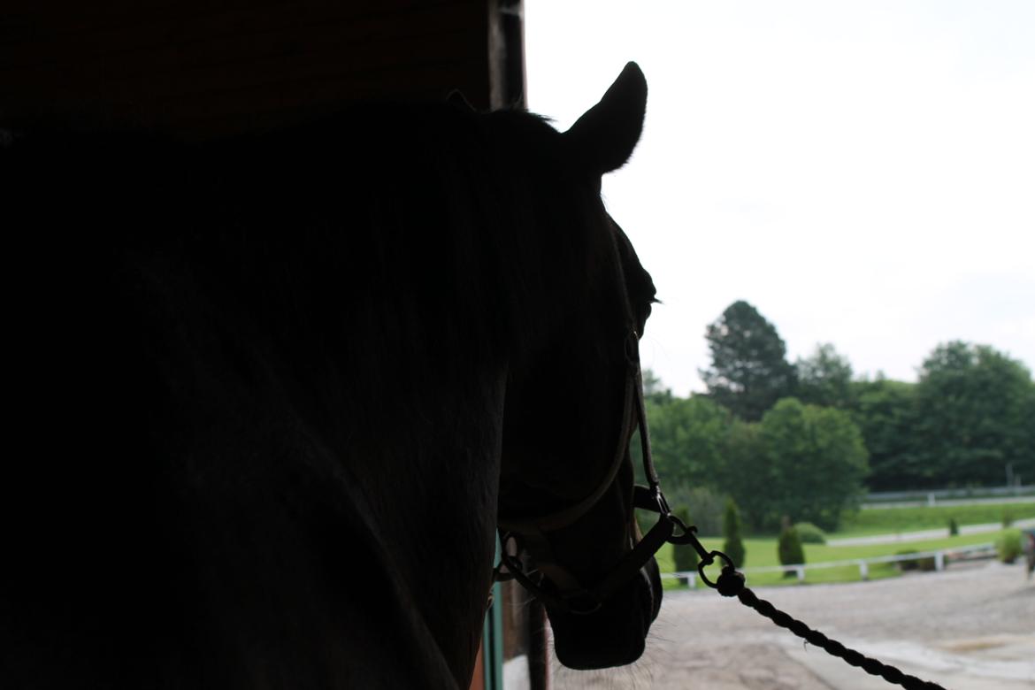 Dansk Varmblod Robi <3 billede 11