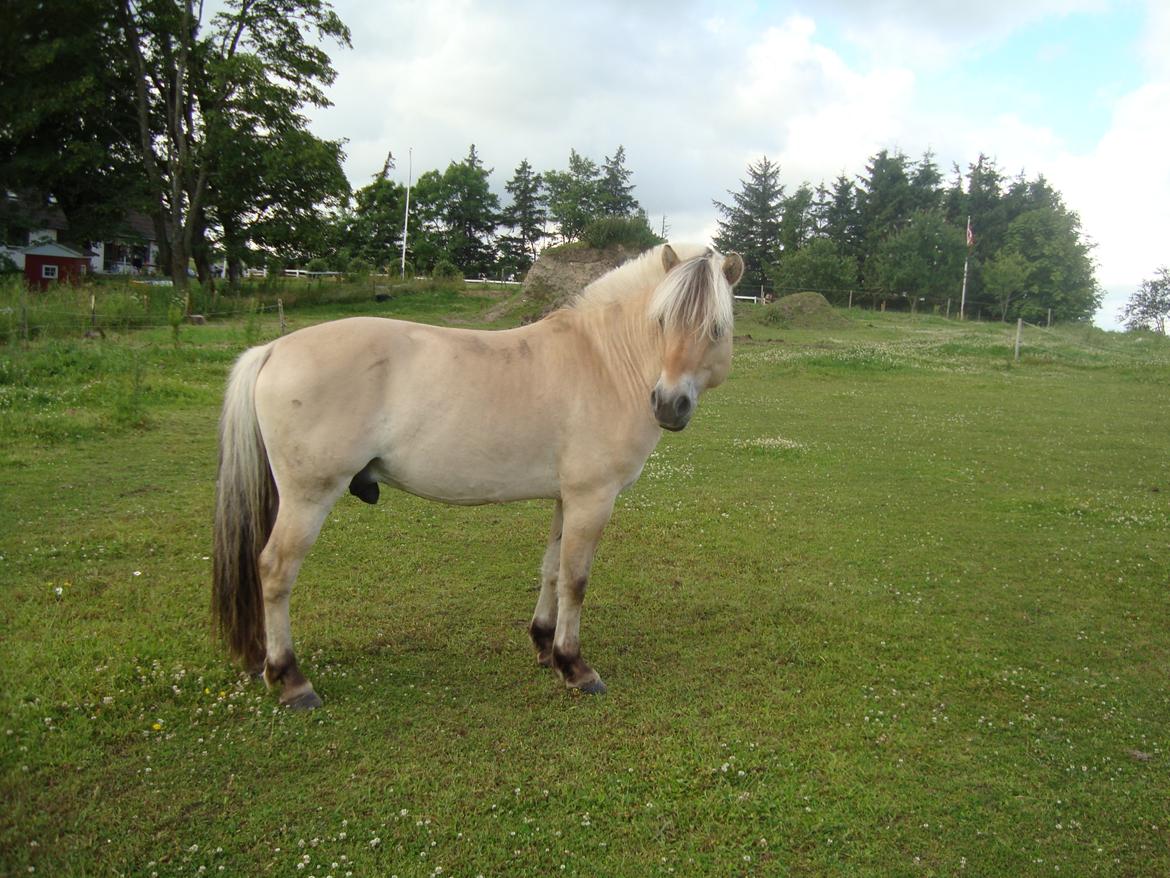 Fjordhest Ågerupgaards Samba - Pumba på fold den 09-07-2012 billede 8