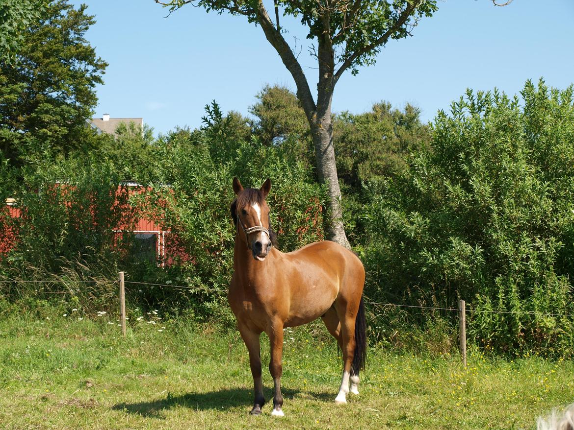 New Forest Kærgårdens Lukas - Sommergræs! billede 3