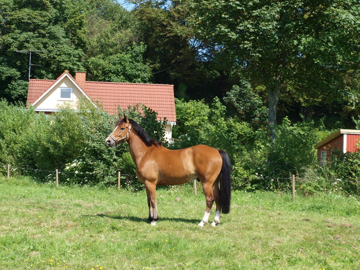 New Forest Kærgårdens Lukas - Min dejlige pony på sommergræs :-) billede 4