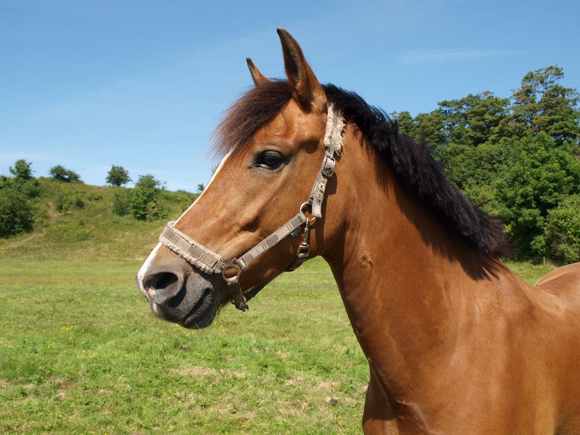 New Forest Kærgårdens Lukas - Min smukke pony! billede 6