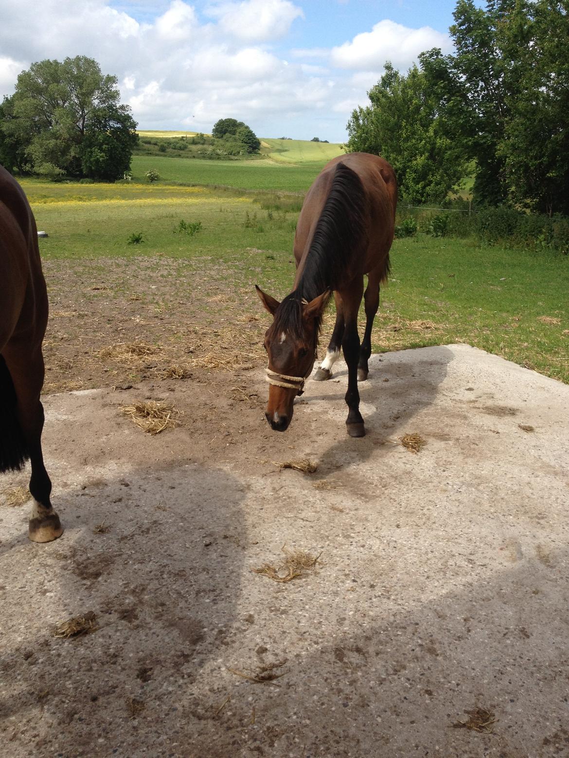 Dansk Varmblod AMMENDRUP NYGÅRD'S CALISTO billede 5