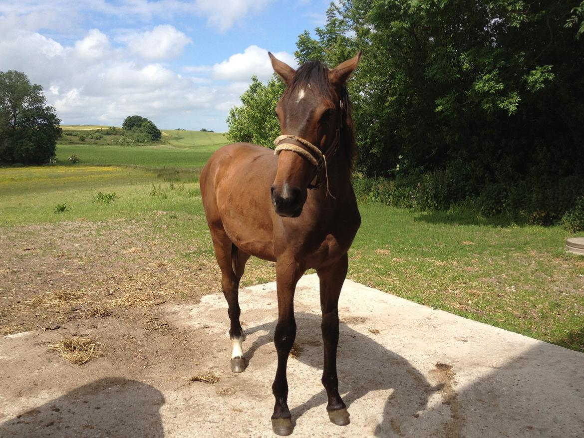 Dansk Varmblod AMMENDRUP NYGÅRD'S CALISTO billede 12
