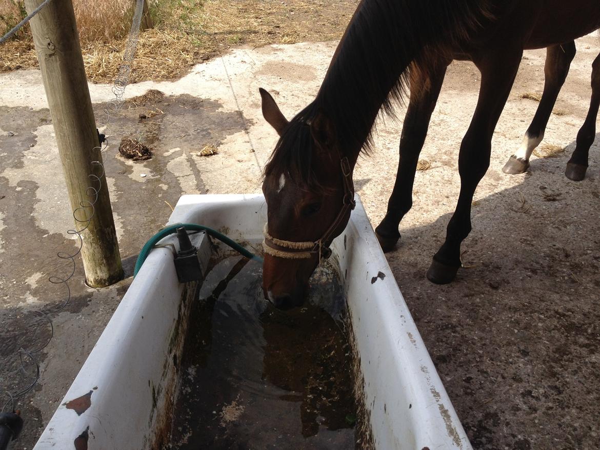 Dansk Varmblod AMMENDRUP NYGÅRD'S CALISTO billede 2
