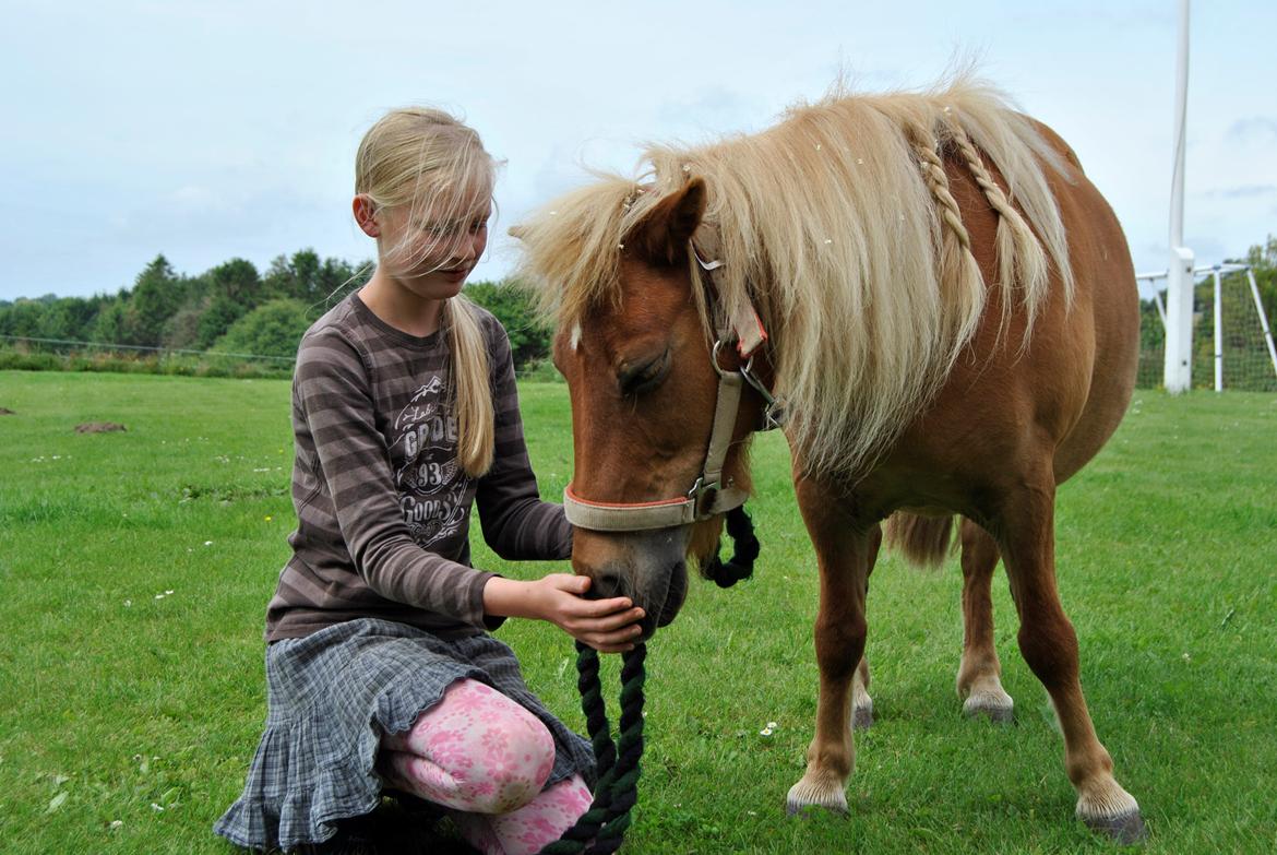 Shetlænder Flicka *Solgt - sidste dag med Flicka :'(  <'3 billede 15