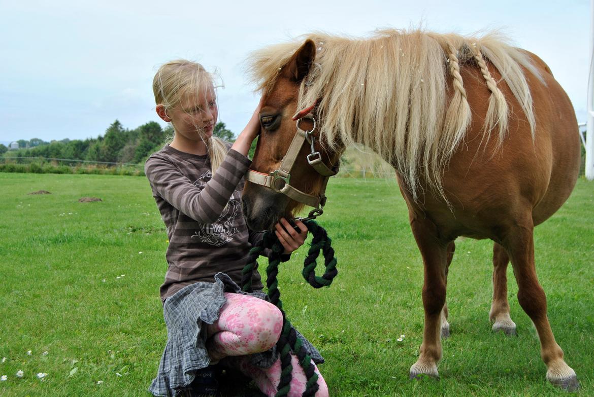 Shetlænder Flicka *Solgt billede 3