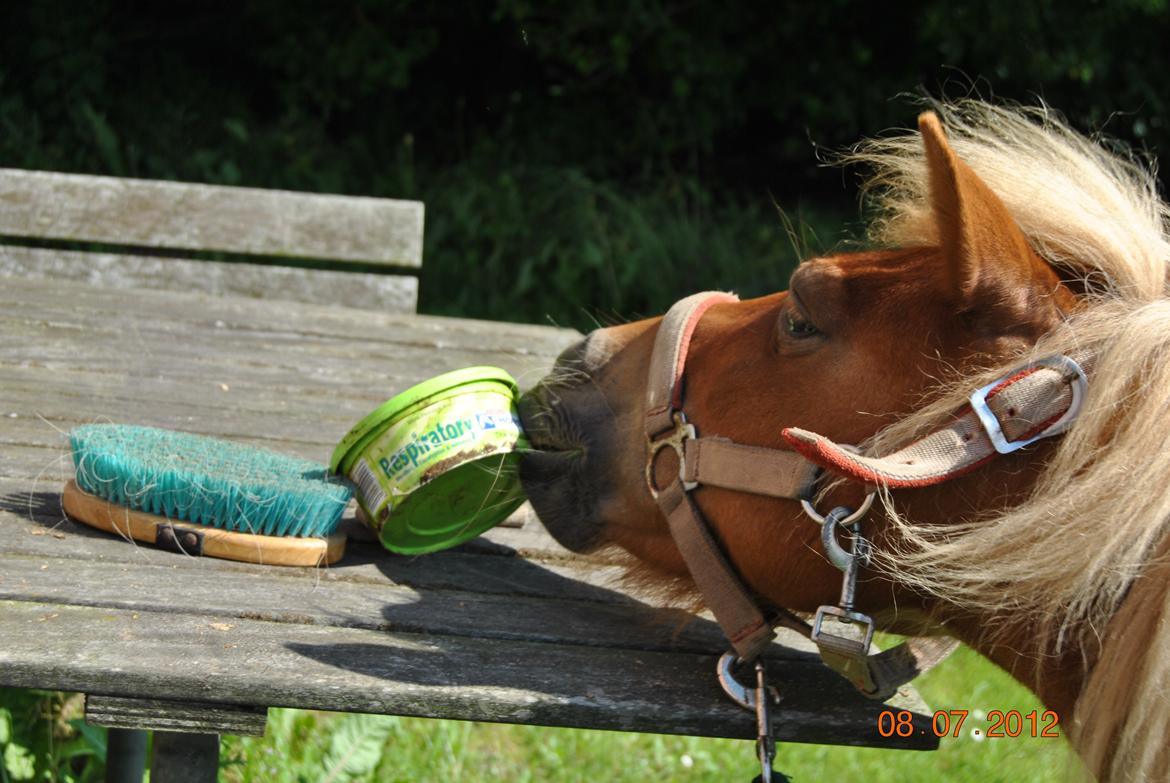 Shetlænder Flicka *Solgt - sidste dag <3 :'( FLICKA fik alt <3<3<3 billede 16