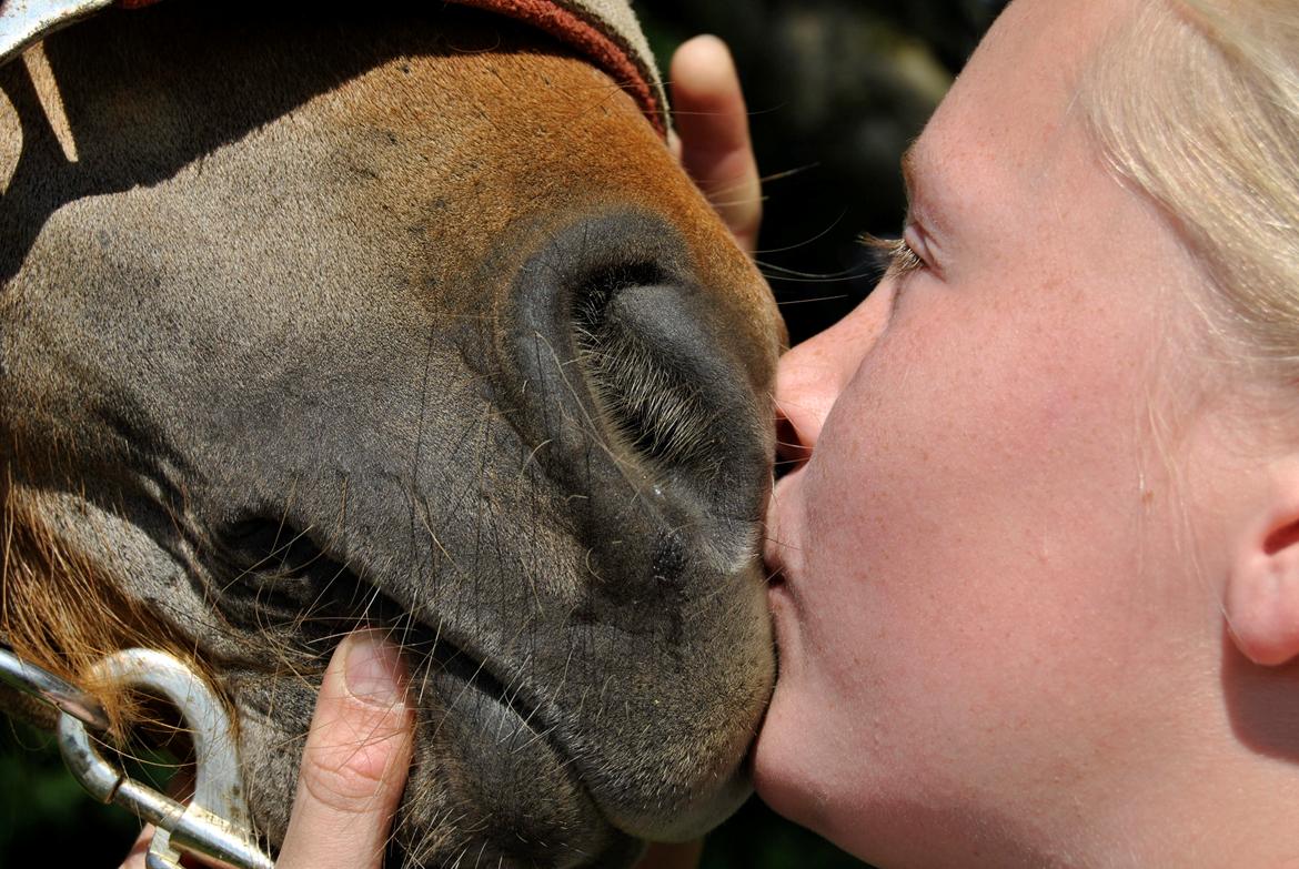 Shetlænder Flicka *Solgt - et billede kan sige mer' end tusind ord<'3  billede 17