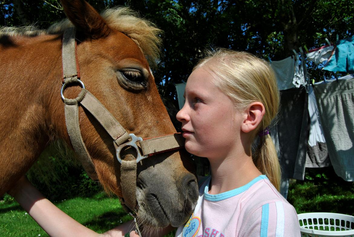Shetlænder Flicka *Solgt billede 8