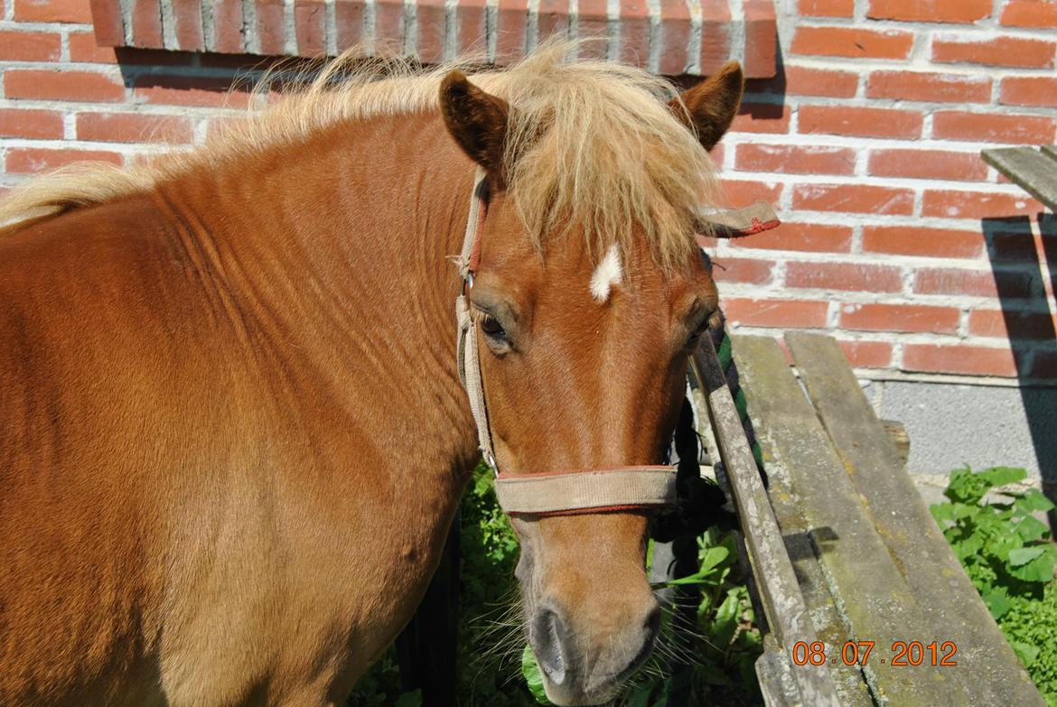 Shetlænder Flicka *Solgt - farvel Flicka Fuck hvor jeg savner dig skat<3 :'( billede 18