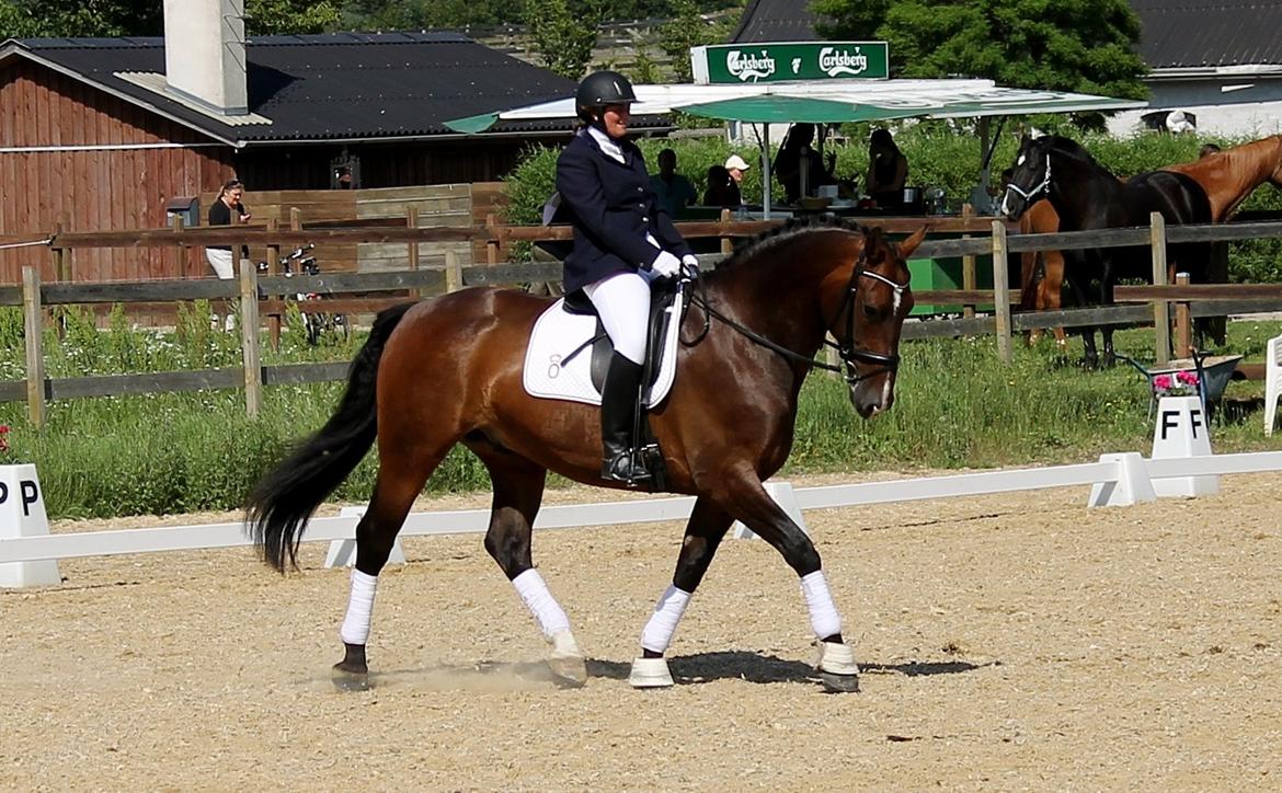 Oldenborg • Malibu af Toftelundgaard • - Hornsherred 
Lb2 65,93% billede 18
