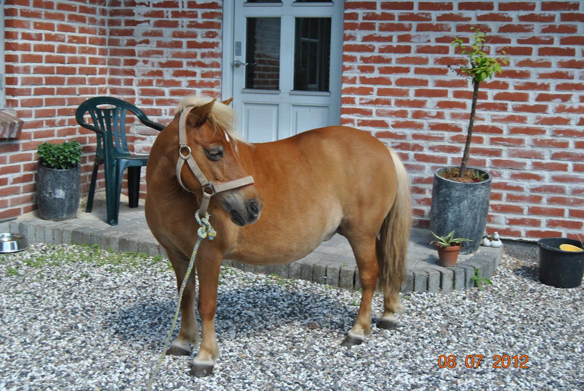 Shetlænder Flicka *Solgt - sidste 10 minutter med Flicka  billede 19