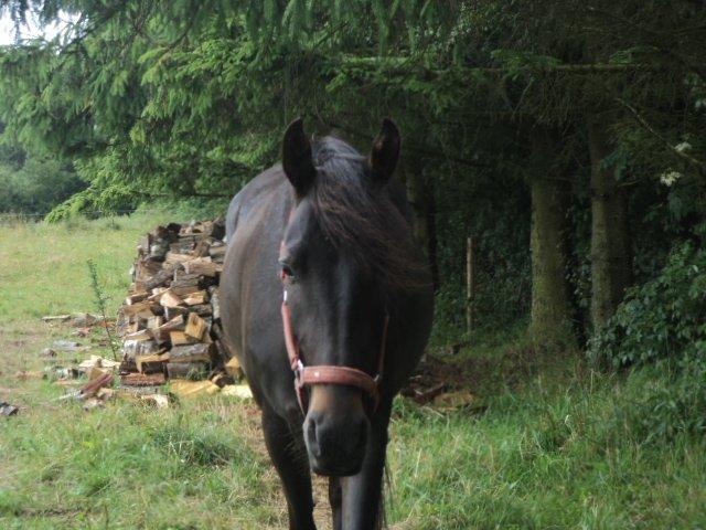 Anden særlig race Lundgaards Mulan SOLGT - Velkommen til søde Mulans profil. Smid endelig en kommentar og en bedømmelse :). billede 1
