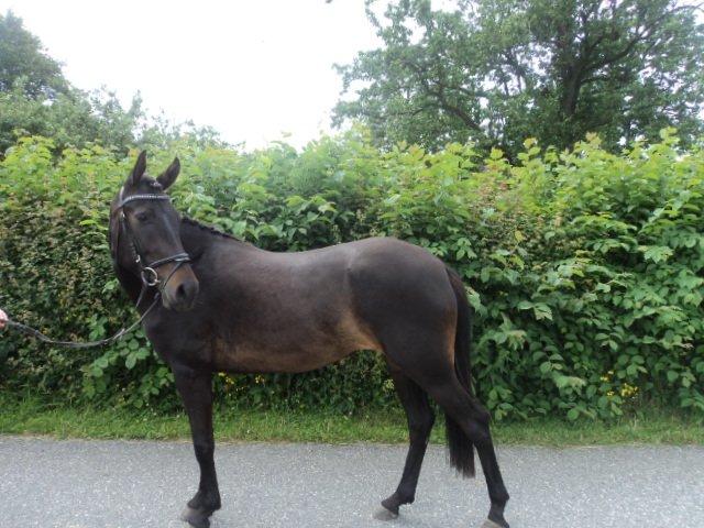 Anden særlig race Lundgaards Mulan SOLGT - Fotoshoot d. 9/7 2012 :-). billede 18